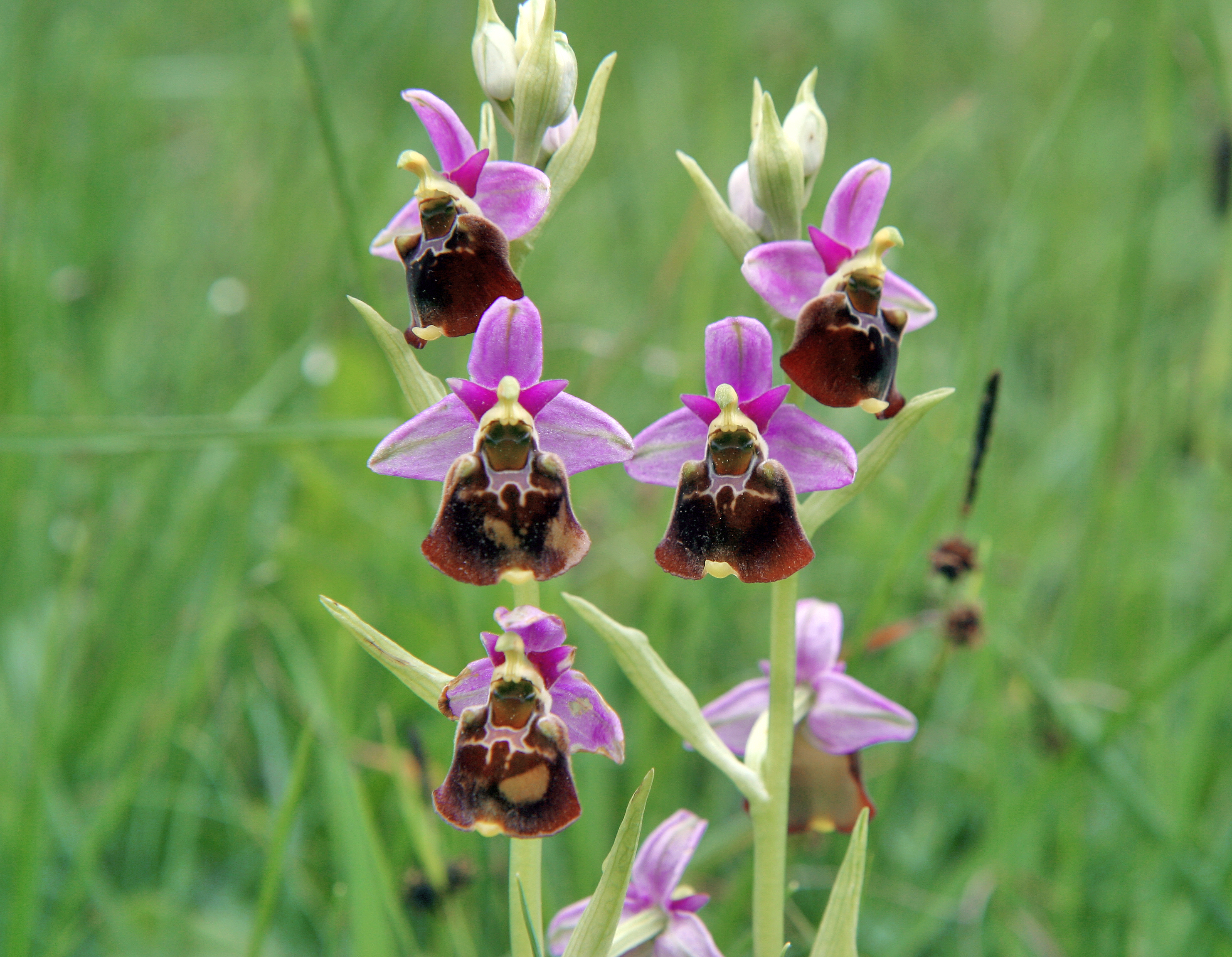 Observation des orchidées sauvages