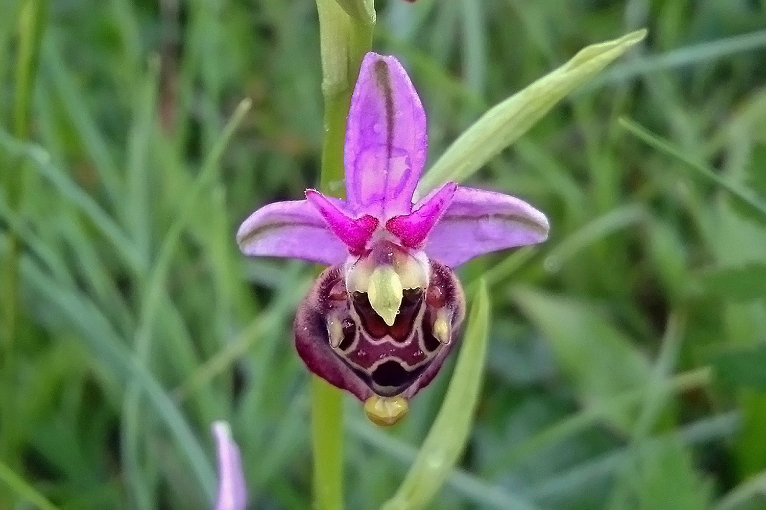 Randonnée observation orchidées